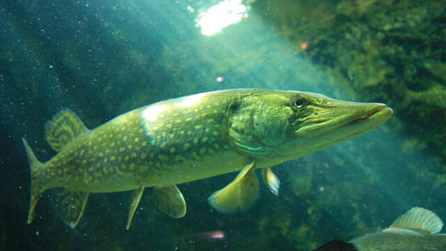 Pêcher un gros poisson à Pescalis