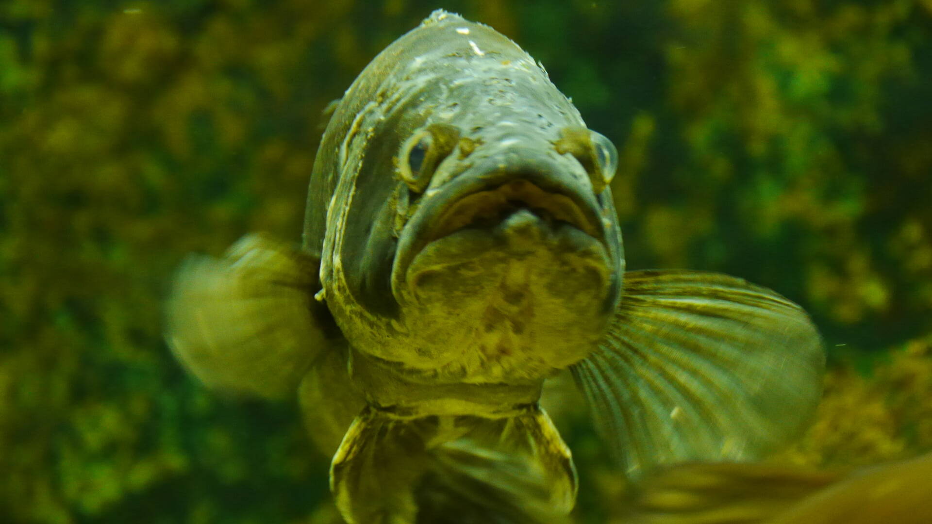 Black-bass dans aquarium de Pescalis