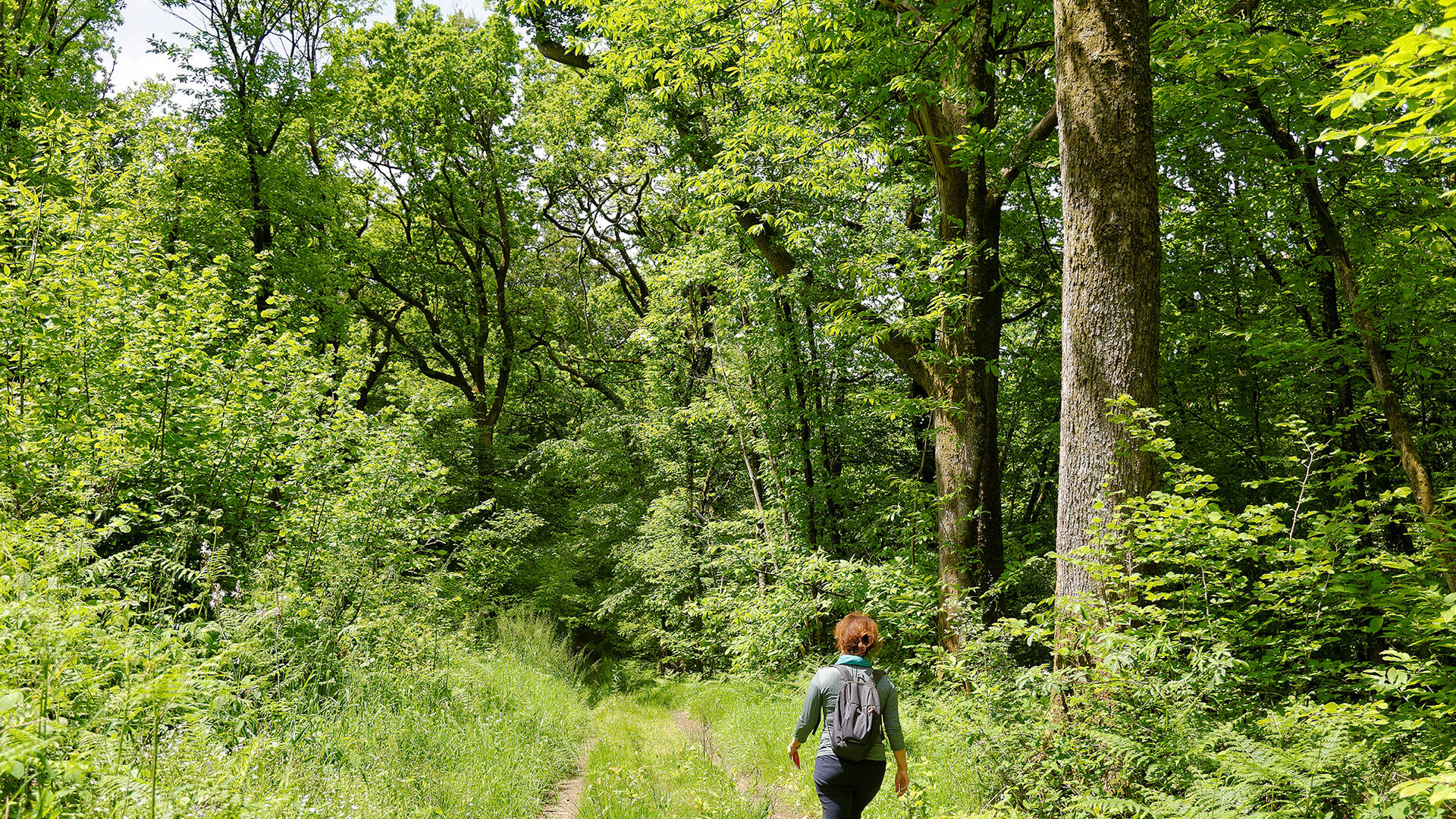 Randonnée en forêt de Chantemerle @PWallCD79