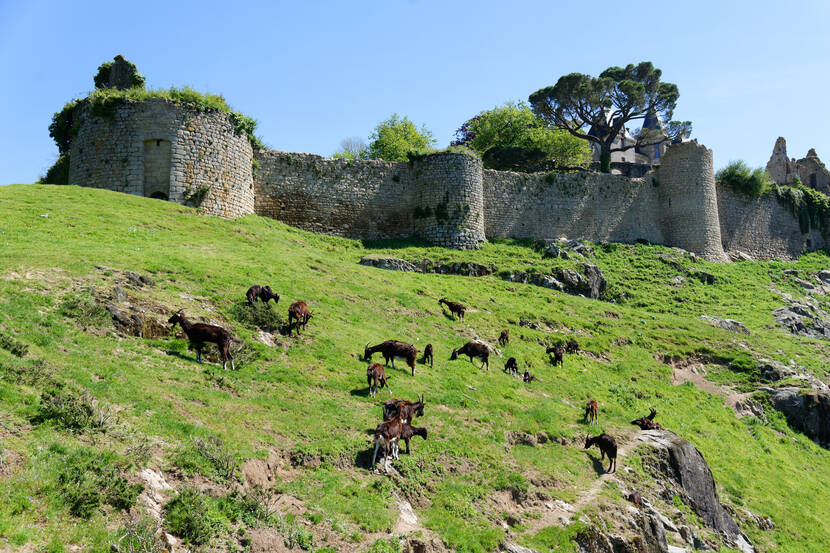Chèvres et château ©DépartementDeuxSevres