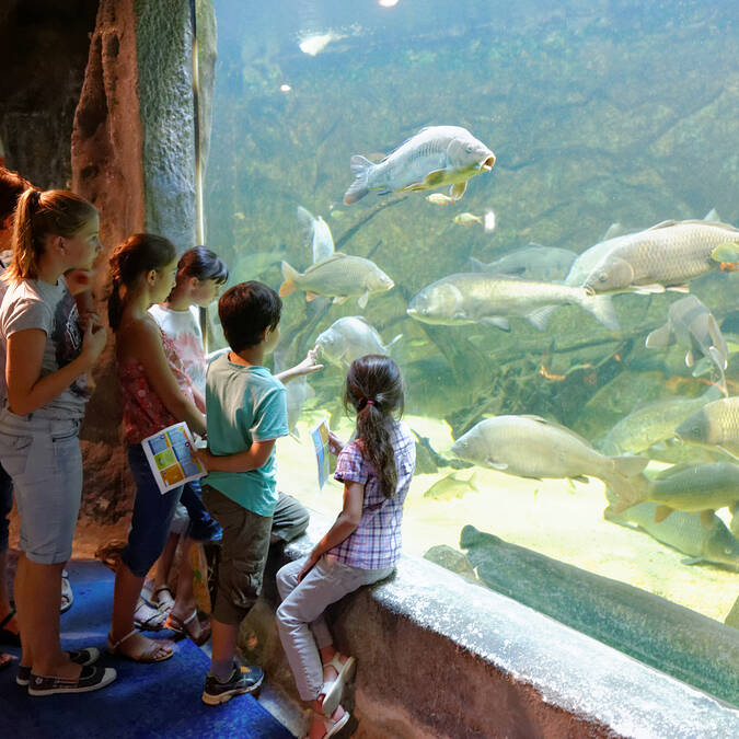 Visite de l’aquarium de Pescalis